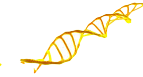 WBA yellow DNA EDITED